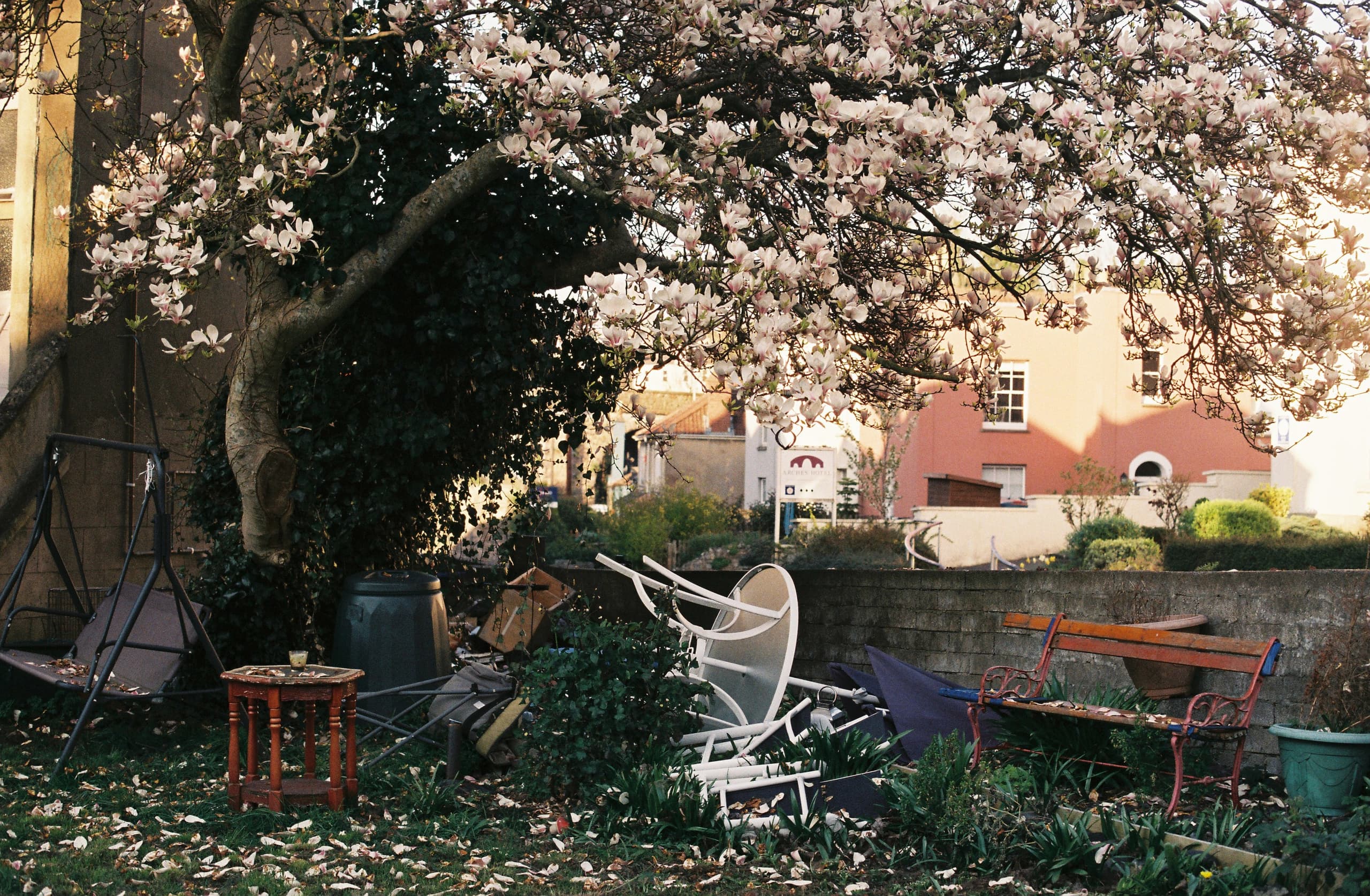Junk and Cherry Blossom